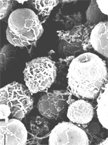 sem-27