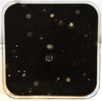 8-Microgalaxy